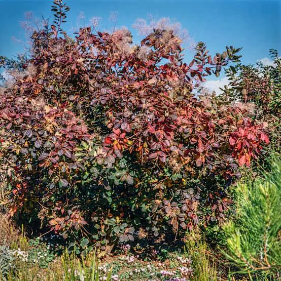 Cotinus coggygria 'Old Fashioned' - Arbre à perruques