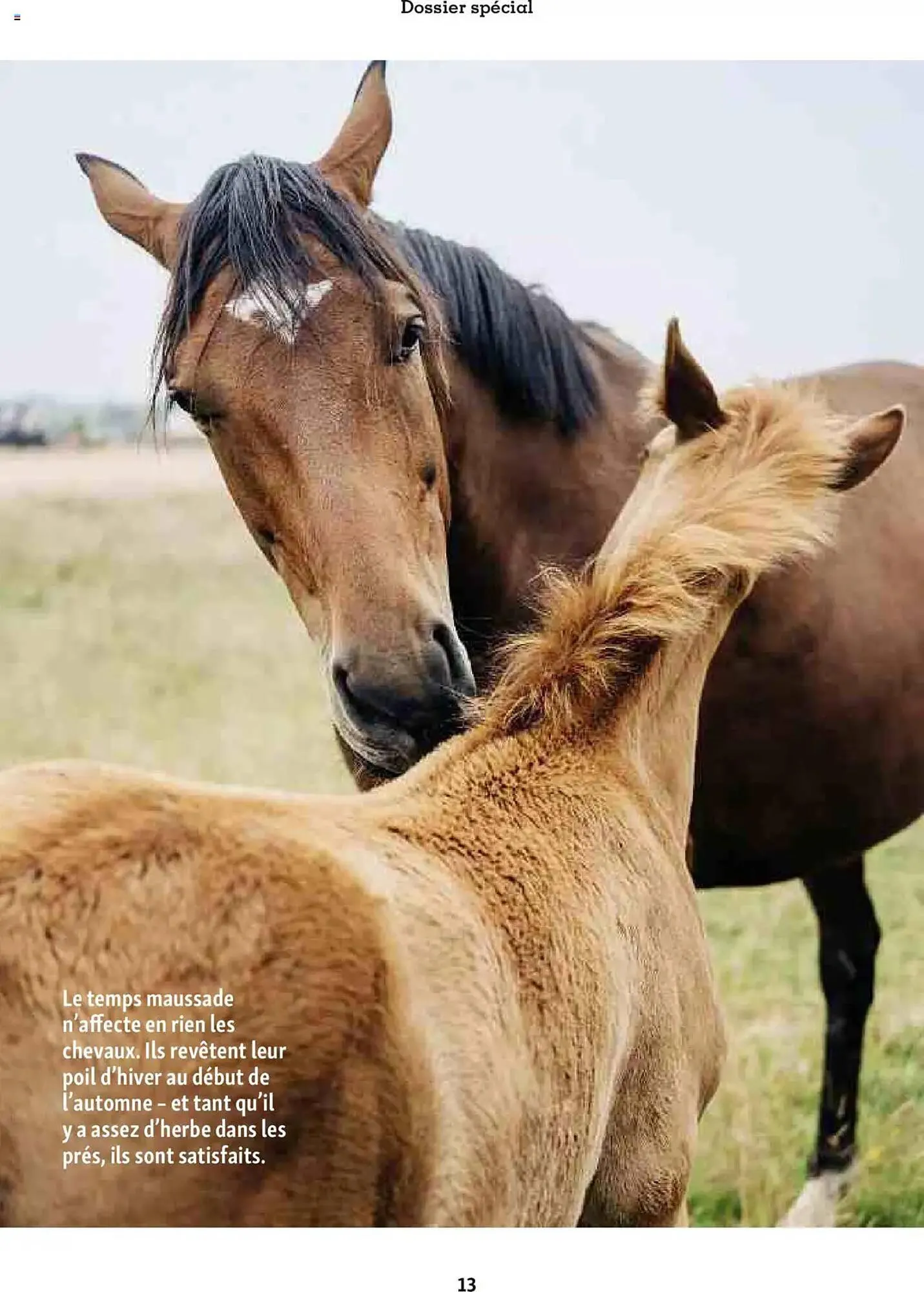 Catalogue Maxi Zoo du 1 octobre au 20 novembre 2025 - Catalogue page 13