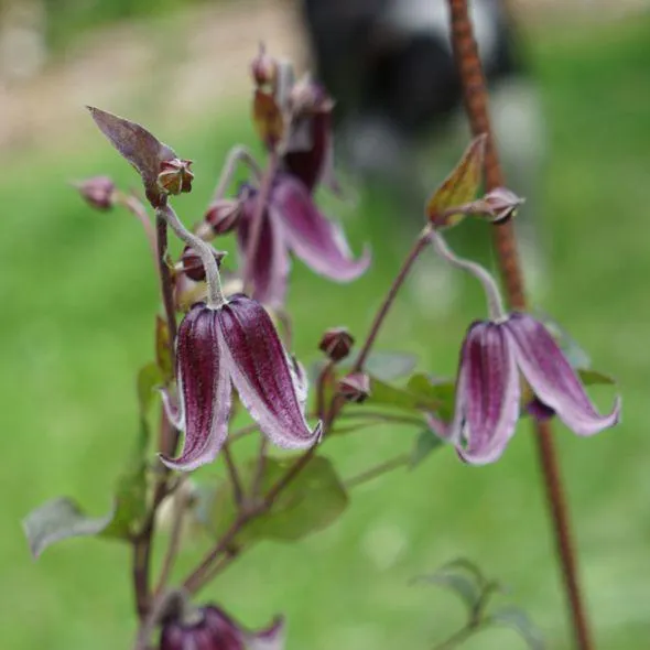 Clématite 'Jan Fopma'