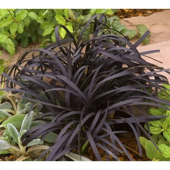 Ophiopogon noir