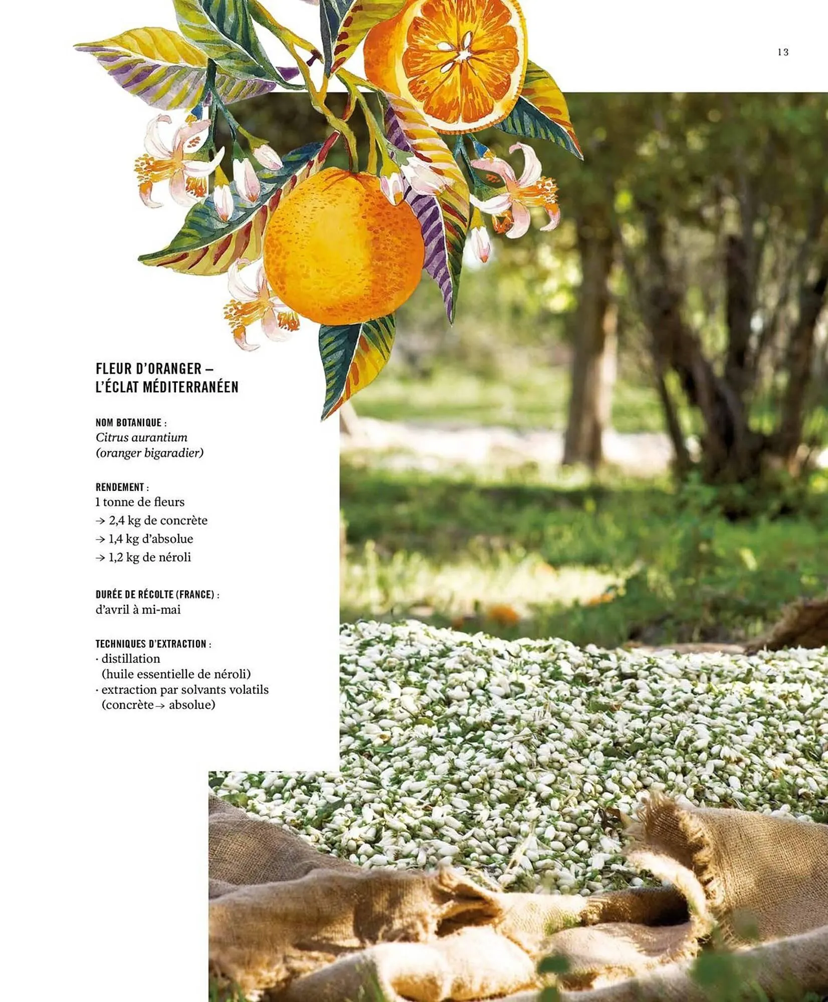 Catalogue Fragonard du 9 mars au 20 septembre 2026 - Catalogue page 13