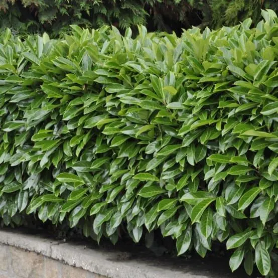 Laurier palme 'Caucasica'