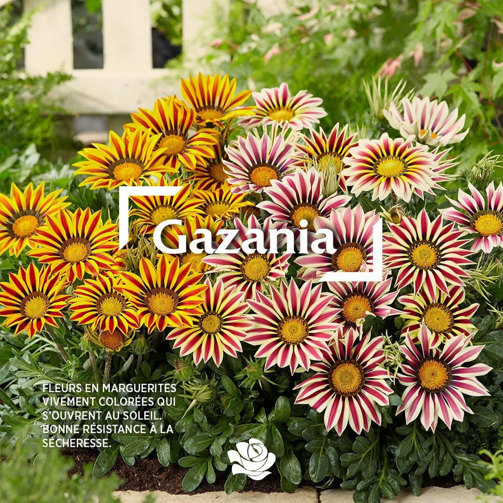 Catalogue Delbard - 1