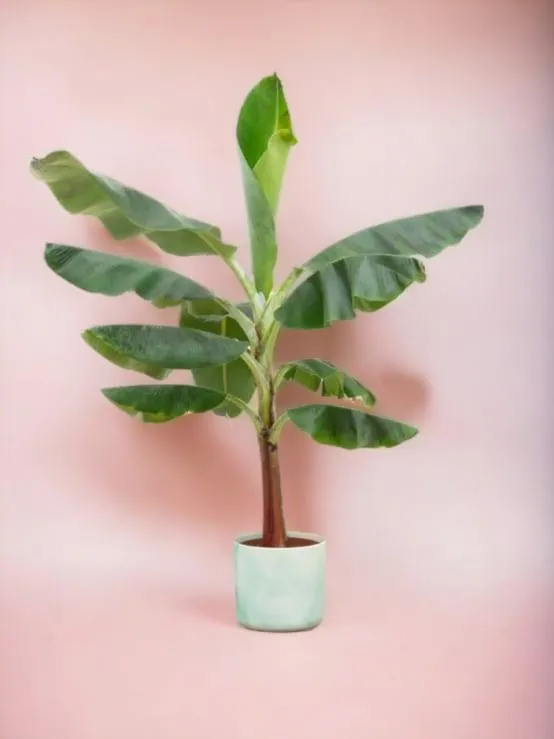 Bananier Musa 100cm et son pot- La Green Touch Bleu Océan - Hauteur 100cm
