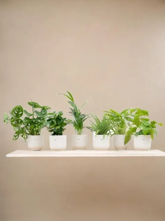 Box surprise 6 plantes+ Cache-Pot- La Green Touch - Hauteur 30cm