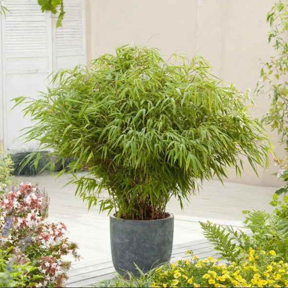 Bambou non traçant : Fargesia rufa