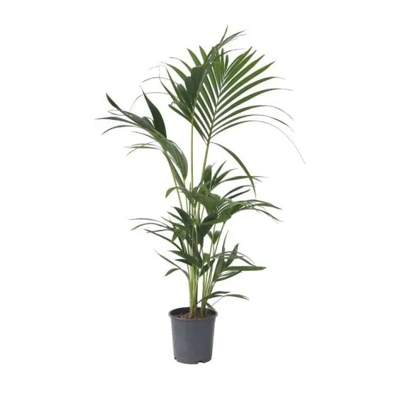 Palmier Kentia - Howea forsteriana - Hauteur 90-100cm - ⌀18cm