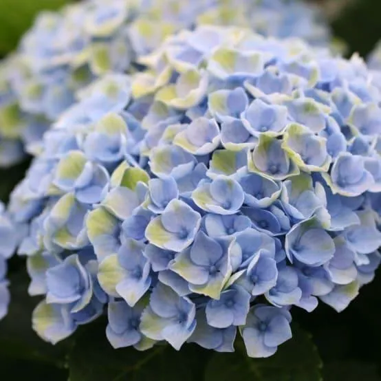 Hortensia Magical® Revolution