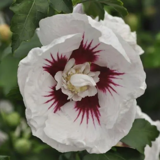 Hibiscus syriacus 'Helene'