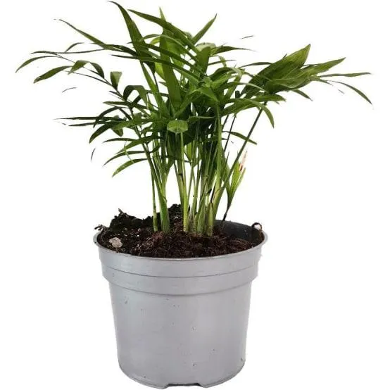 Palmier nain Chamaedorea elegans