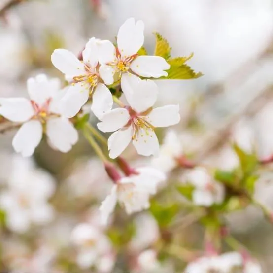 Cerisier à fleurs 'Kojo no Mai' - Cerisier du Japon nain