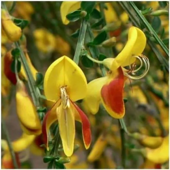 Genêt à balais 'Andreanus'