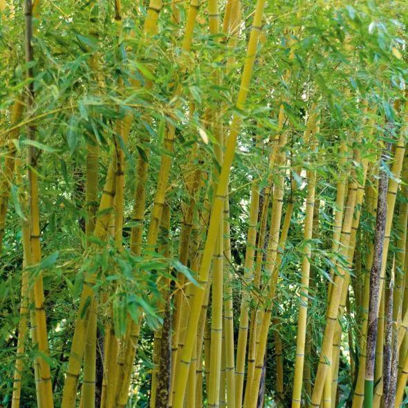 Bambou moyen : Phyllostachys aurea