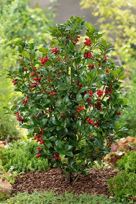 Ilex meserveae 'Heckenfee' - Houx