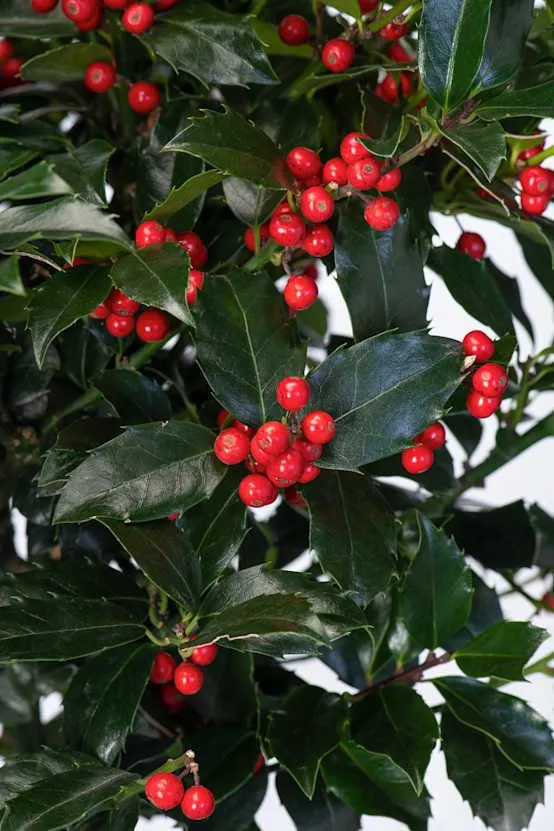 Ilex meserveae 'Blue Maid' - Houx