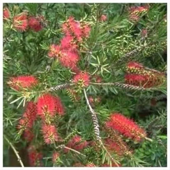 Rince-bouteille Callistemon laevis