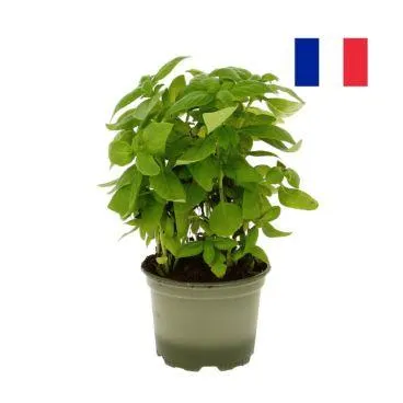 Basilic En Pot Bio