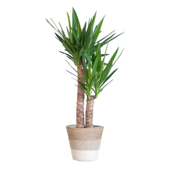 Yucca Elephantipes et son pot- La Green Touch Panier Blanc - Hauteur 90cm