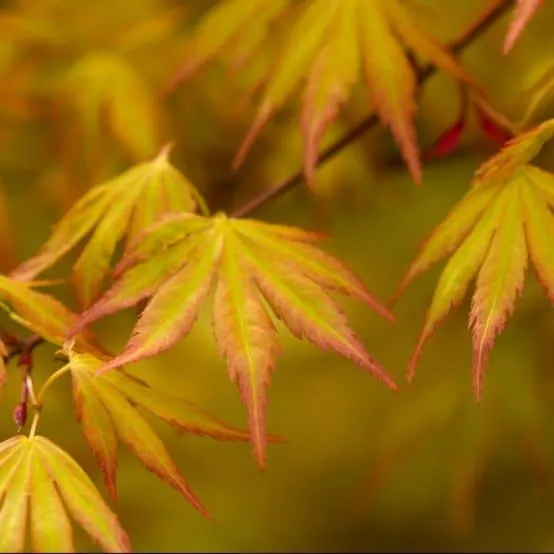 Erable du Japon 'Orange Dream'