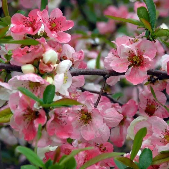 Cognassier du Japon Toyo-Nishiki - Chaenomeles speciosa Pot de 2L/3L