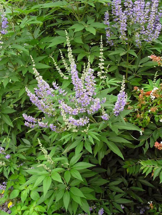 Vitex agnus-castus - Gattilier