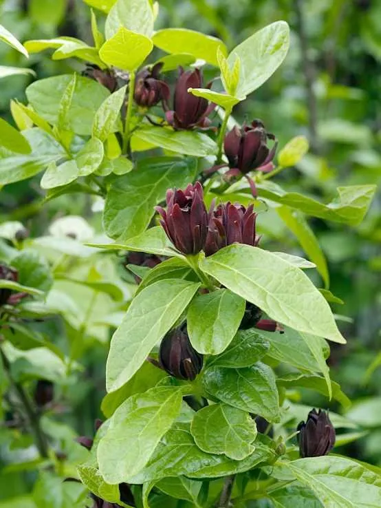 CALYCANTHUS floridus - Arbre aux anémones
