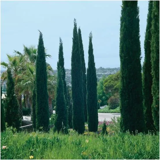 Cyprès d'Italie 'Stricta'