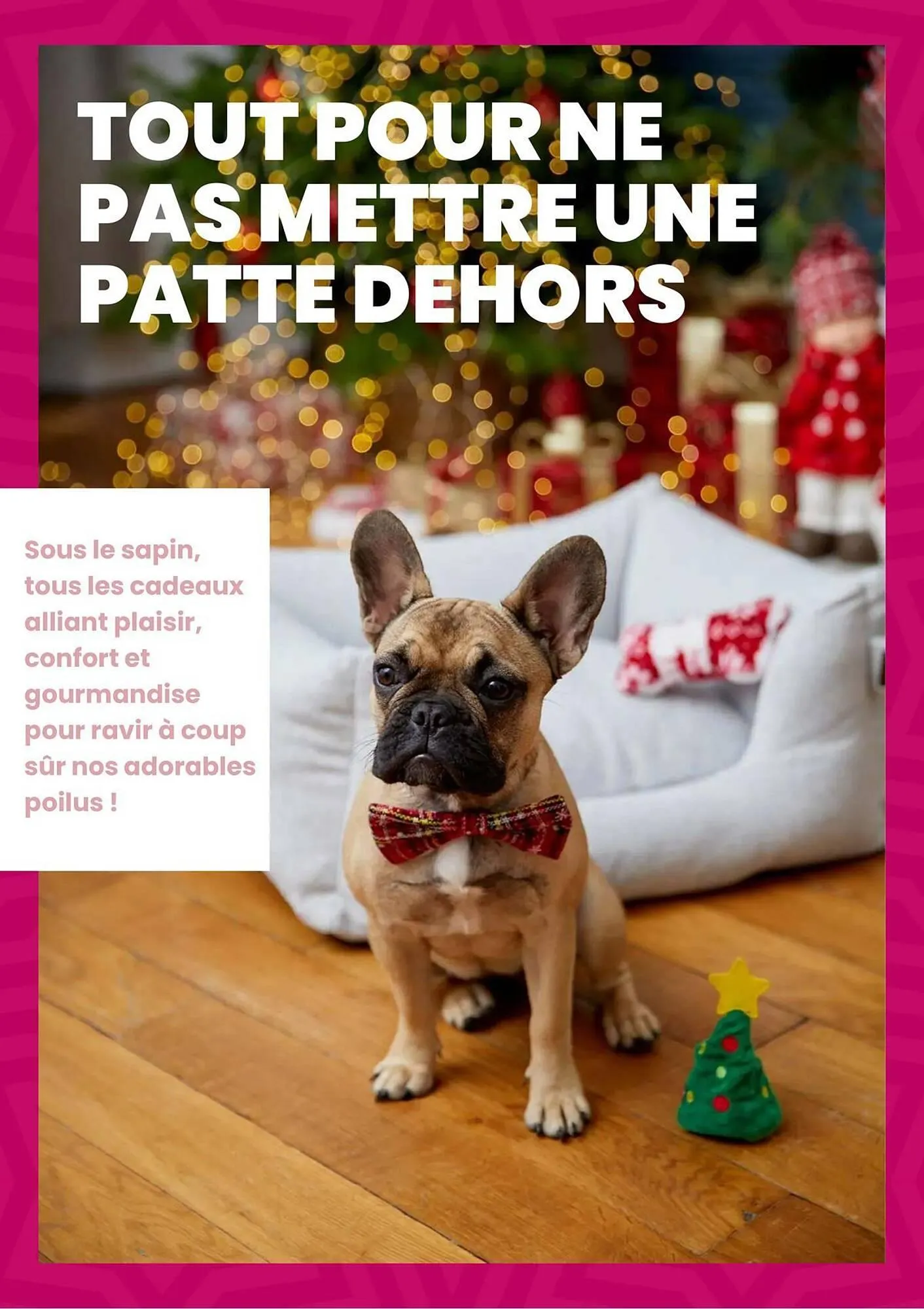 Catalogue Truffaut du 2 décembre au 31 décembre 2025 - Catalogue page 51