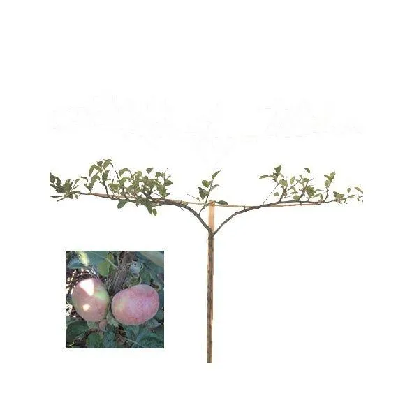 Pommier 'Belle Joséphine' : taille en cordon 0,40