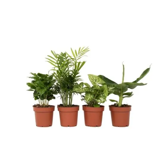 Mélang de plantes d'intérieur - Set de 4 - Hauteur 25-40cm - ⌀12cm