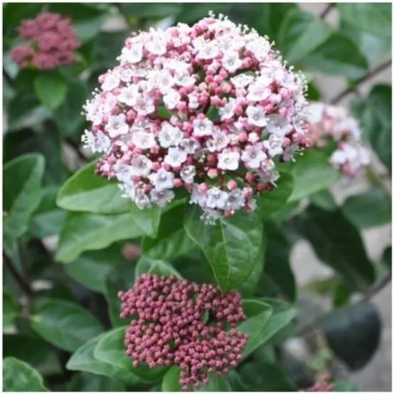 Laurier tin Lisarose 'Loren'