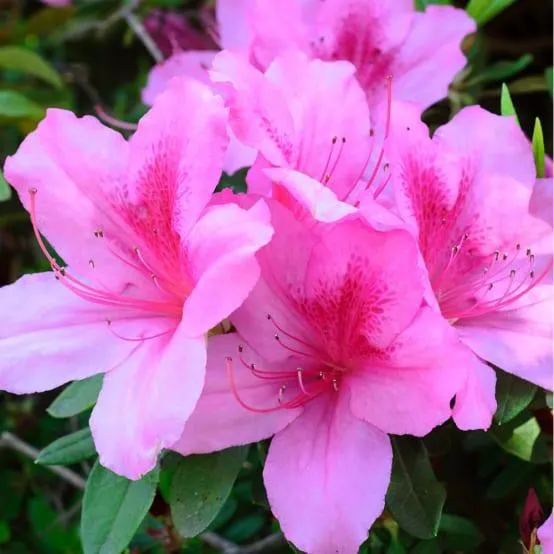 Azalée japonaise 'Chelsoni'