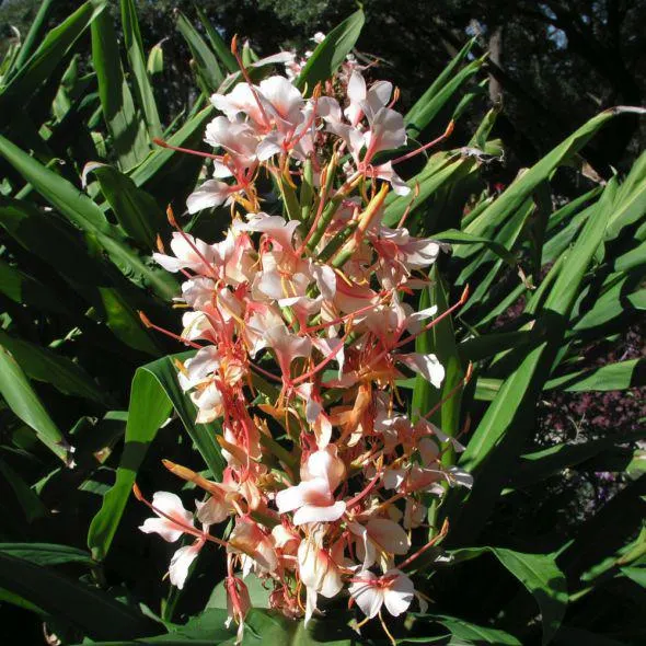 HEDYCHIUM x Pink profusion