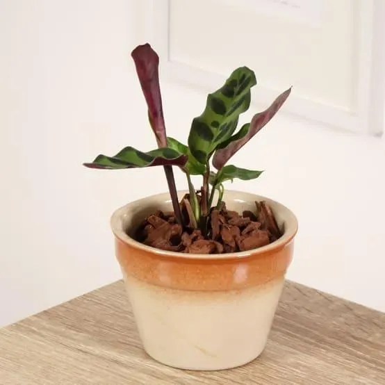 Calathea insignis Mini-plante