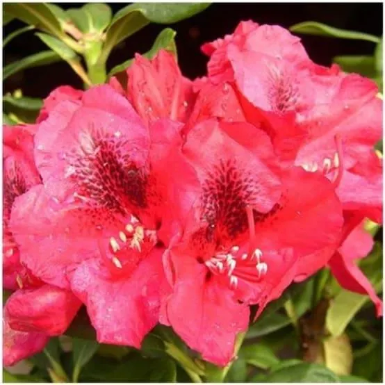 Rhododendron 'Lord Roberts'