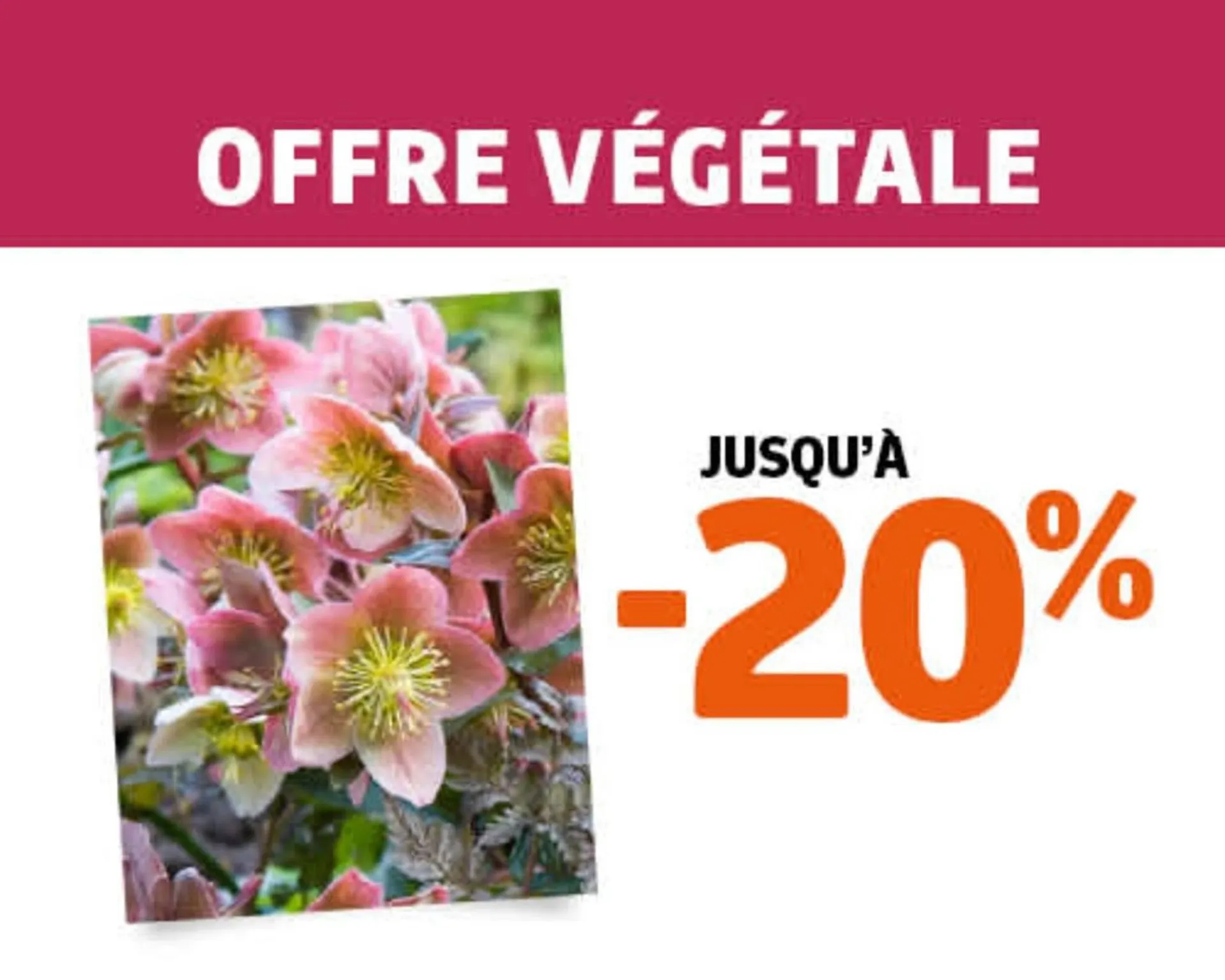 Catalogue Jardiland du 30 décembre au 7 janvier 2026 - Catalogue page 3