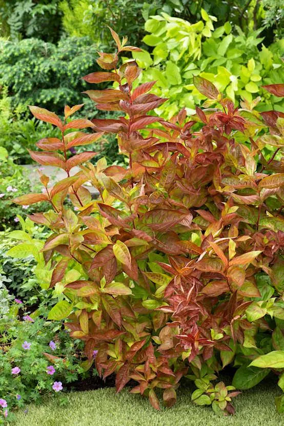 Weigela 'Wings Of Fire'