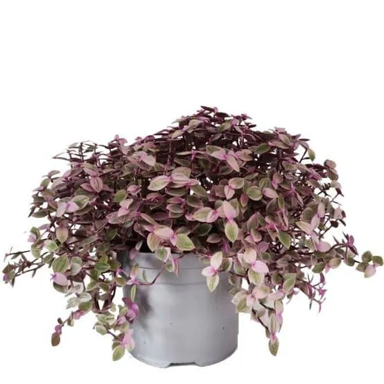 Tradescantia callisia rosea