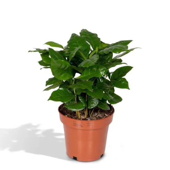 Grand Caféier Arabica 25cm - Plante d'intérieur- La Green Touch