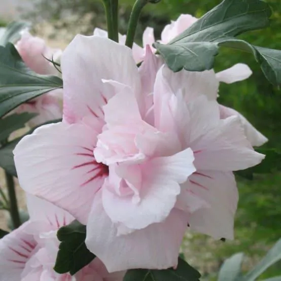 Hibiscus syriacus 'Salima'