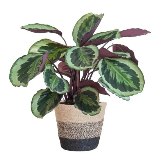 Calathea Medaillon et son pot- La Green Touch Panier Multicolor - Hauteur 65cm