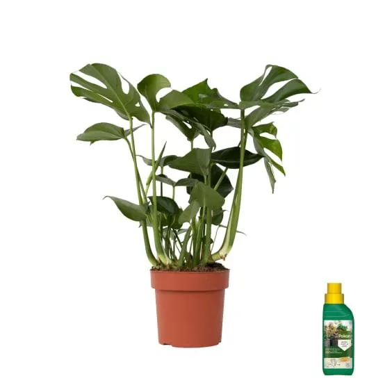 Plante à trous - Monstera deliciosa - Hauteur 70-80cm - ⌀21cm