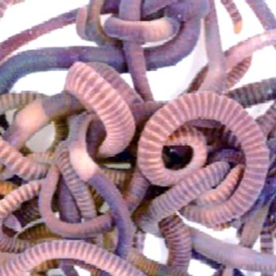 Vers De Compostage Kit – VITIS IN SITU