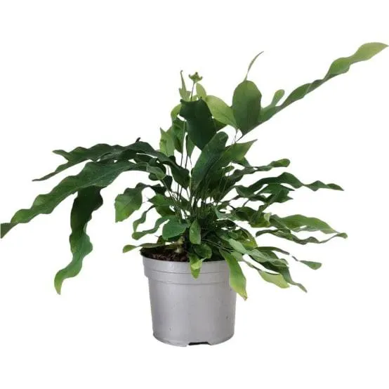 Phlebodium aureum Blue Star