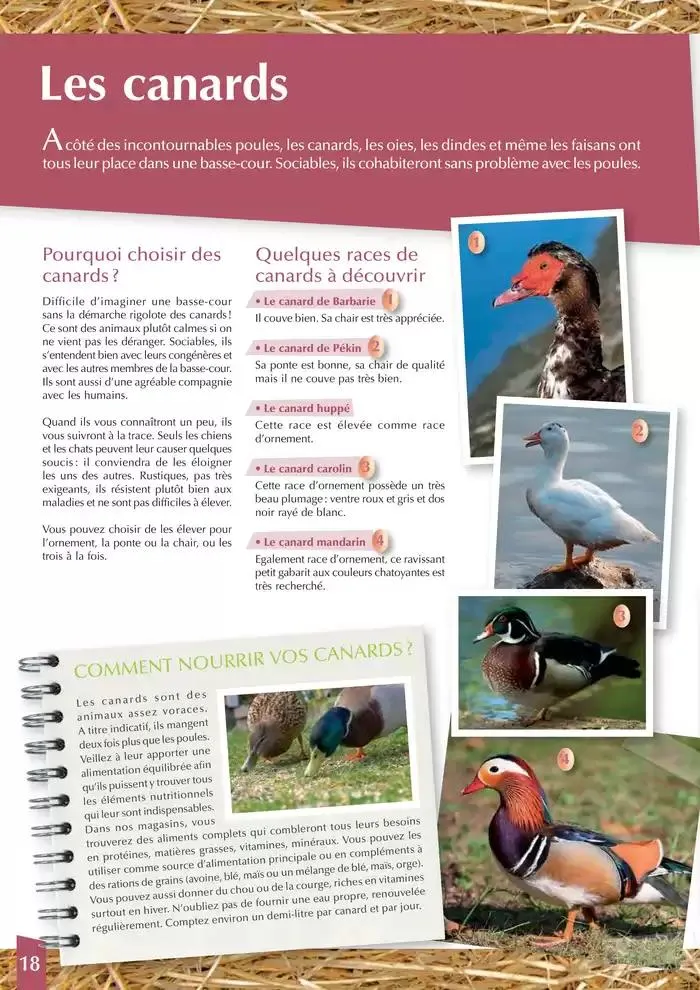 Le guide BASSE-COUR du 30 avril au 31 décembre 2025 - Catalogue page 18