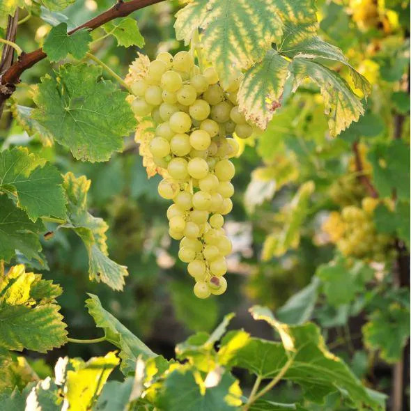 Vigne sans pépins 'Exalta'