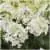 Hydrangea paniculata SilverDollar - Hortensia
