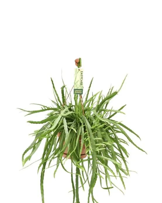 Lepismium Bolivianum 55cm - Plante d'intérieur- La Green Touch