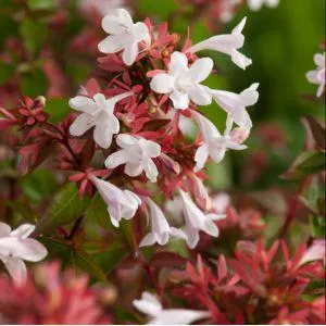 Abélia 'Sherwood'