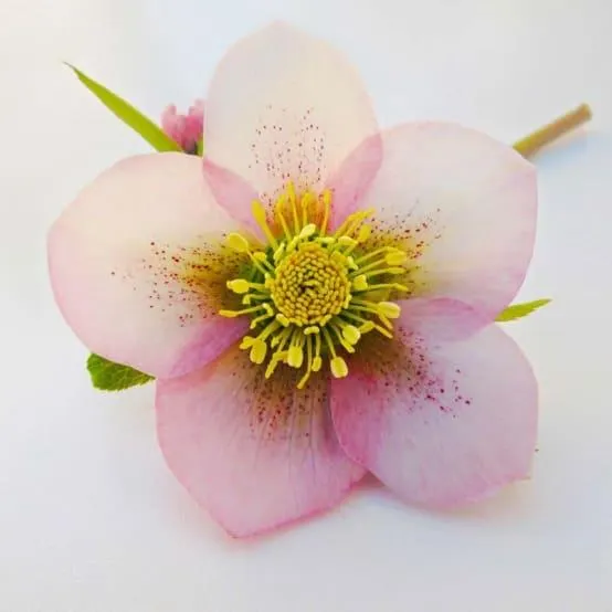 3 Hellébores Orientale 'Picotee Lady' (Helleborus Orientalis) - Lot de 3 vivaces - Pépinières Naudet